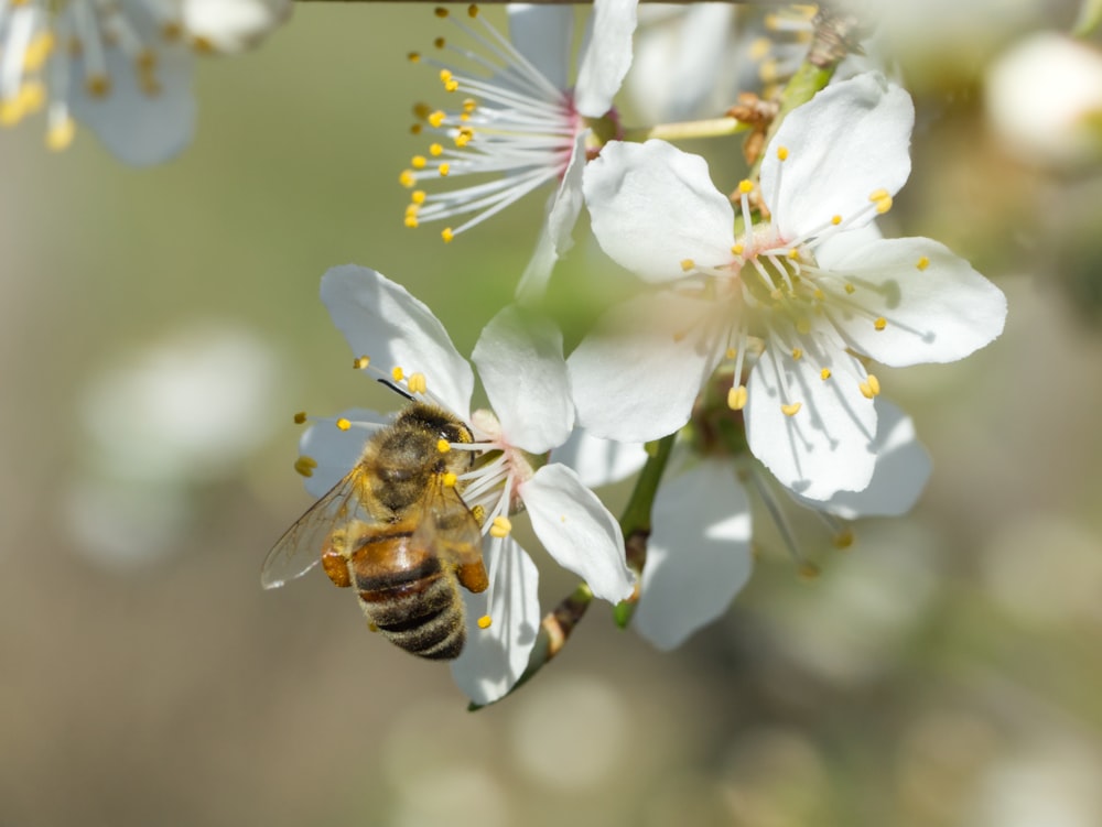 Una abeja en una flor con un fondo borroso