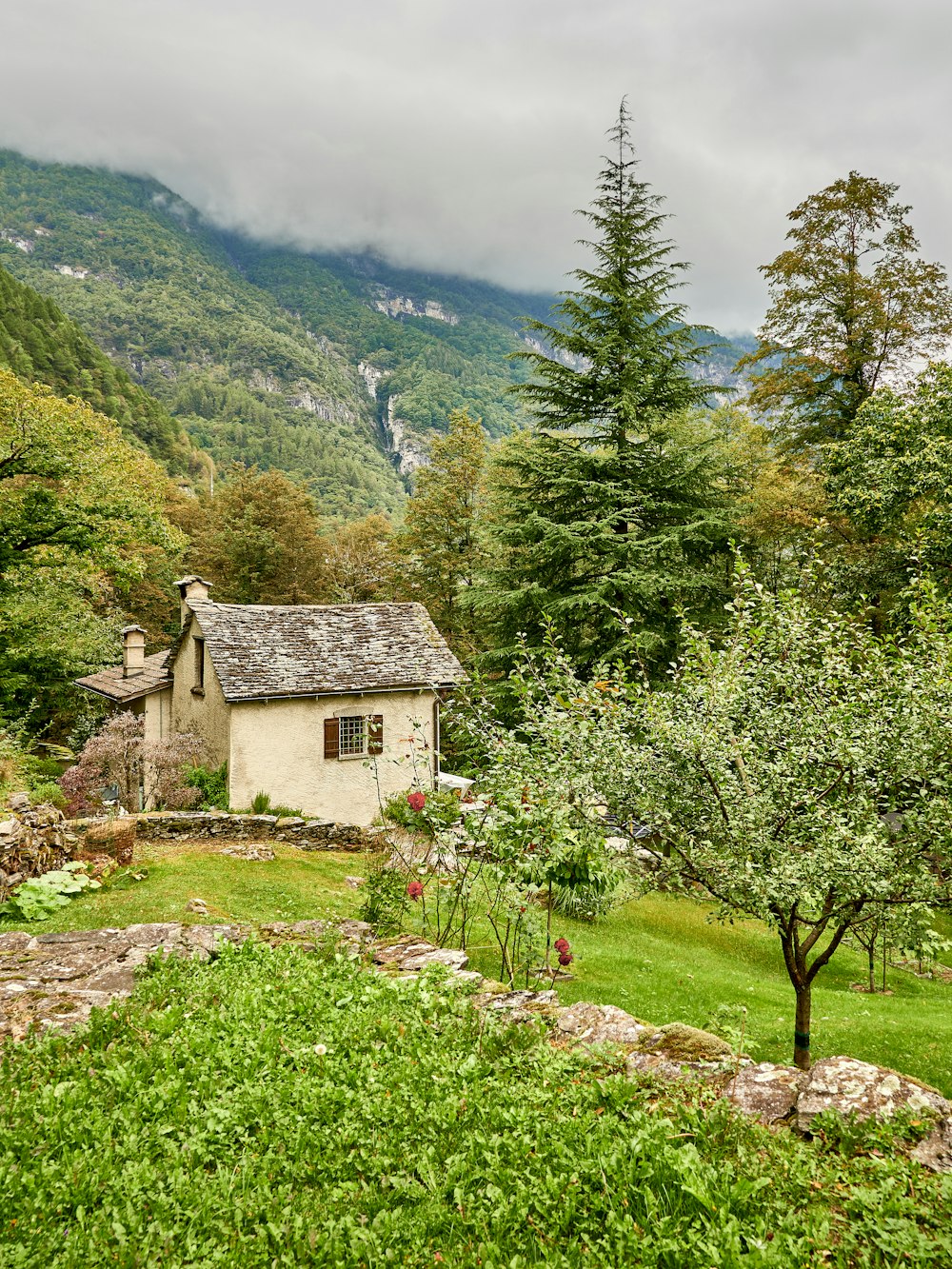 a house in the middle of a lush green forest