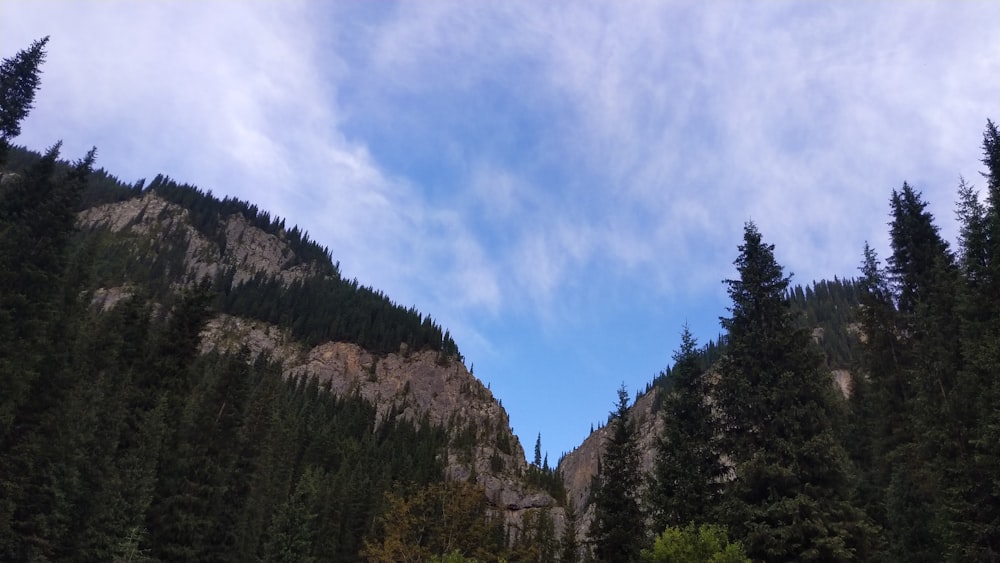 a group of trees that are next to a mountain