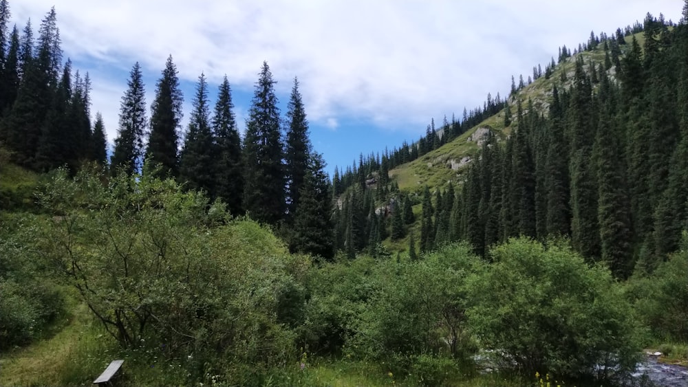 a forest filled with lots of green trees