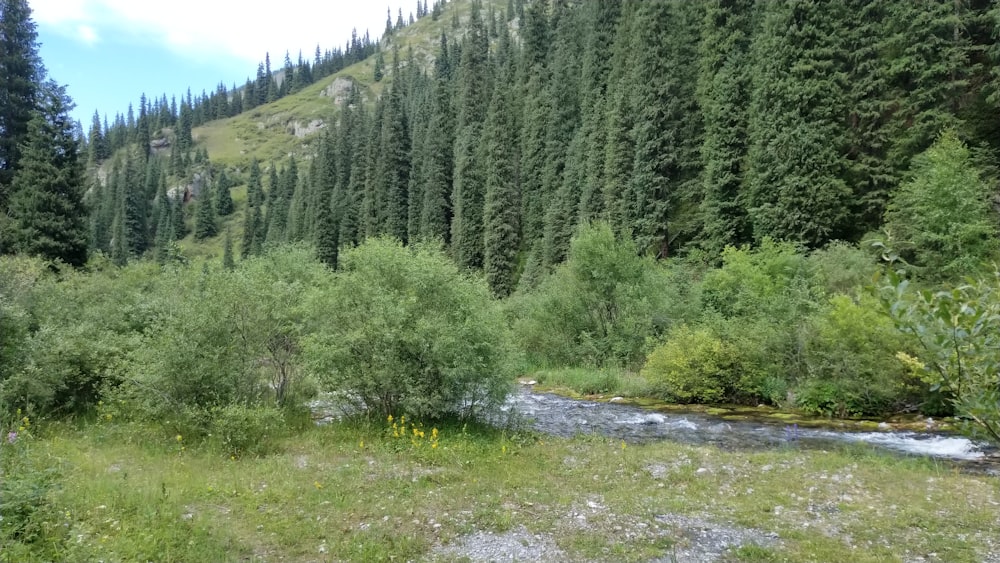 a stream running through a lush green forest