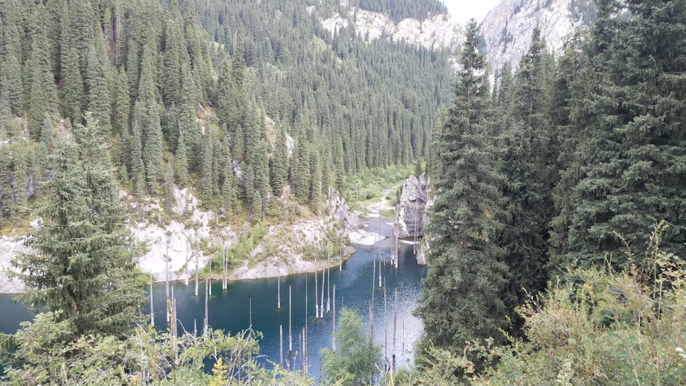 a lake surrounded by trees in the middle of a forest