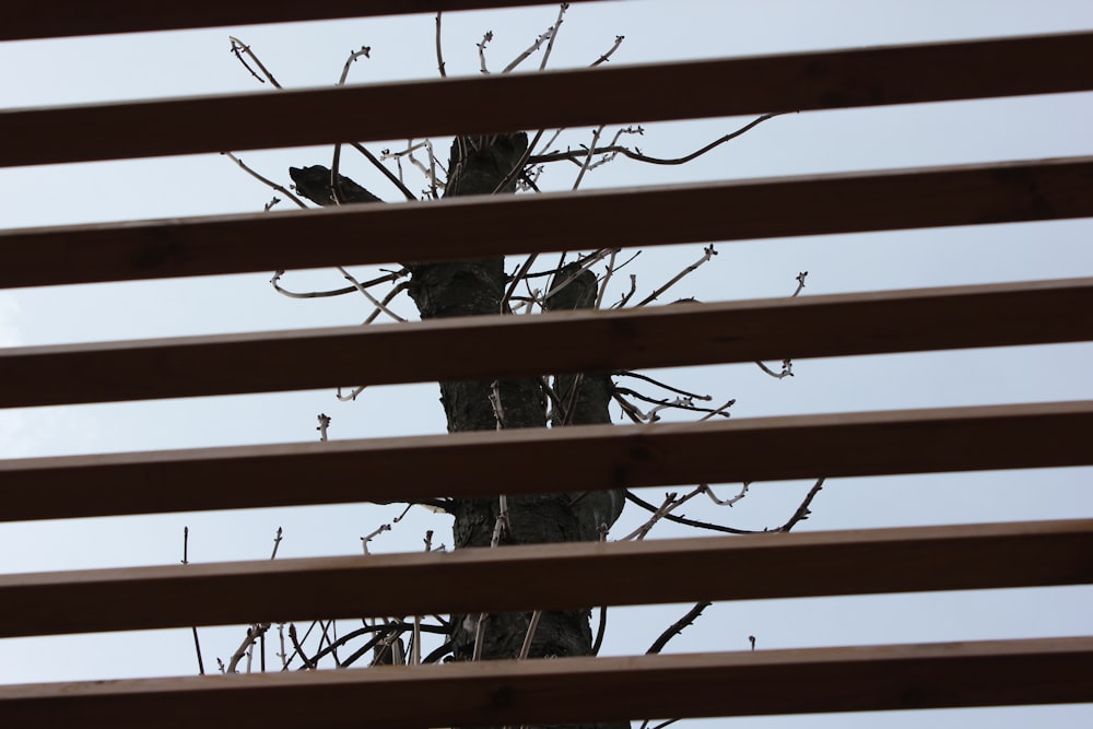 a view of a tree through a slatted window