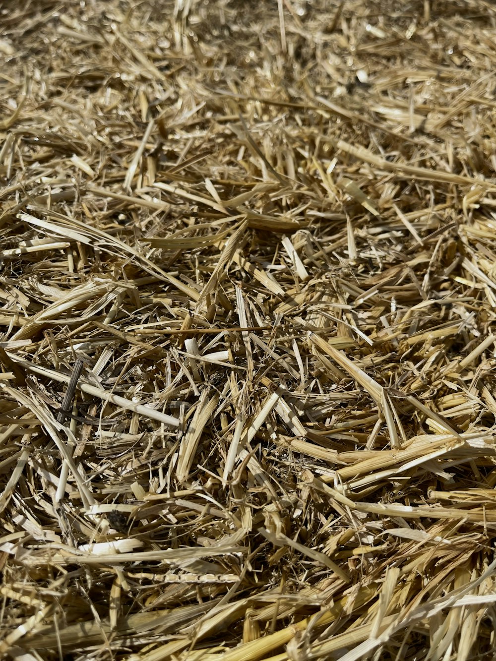 a bird sitting on top of a pile of dry grass