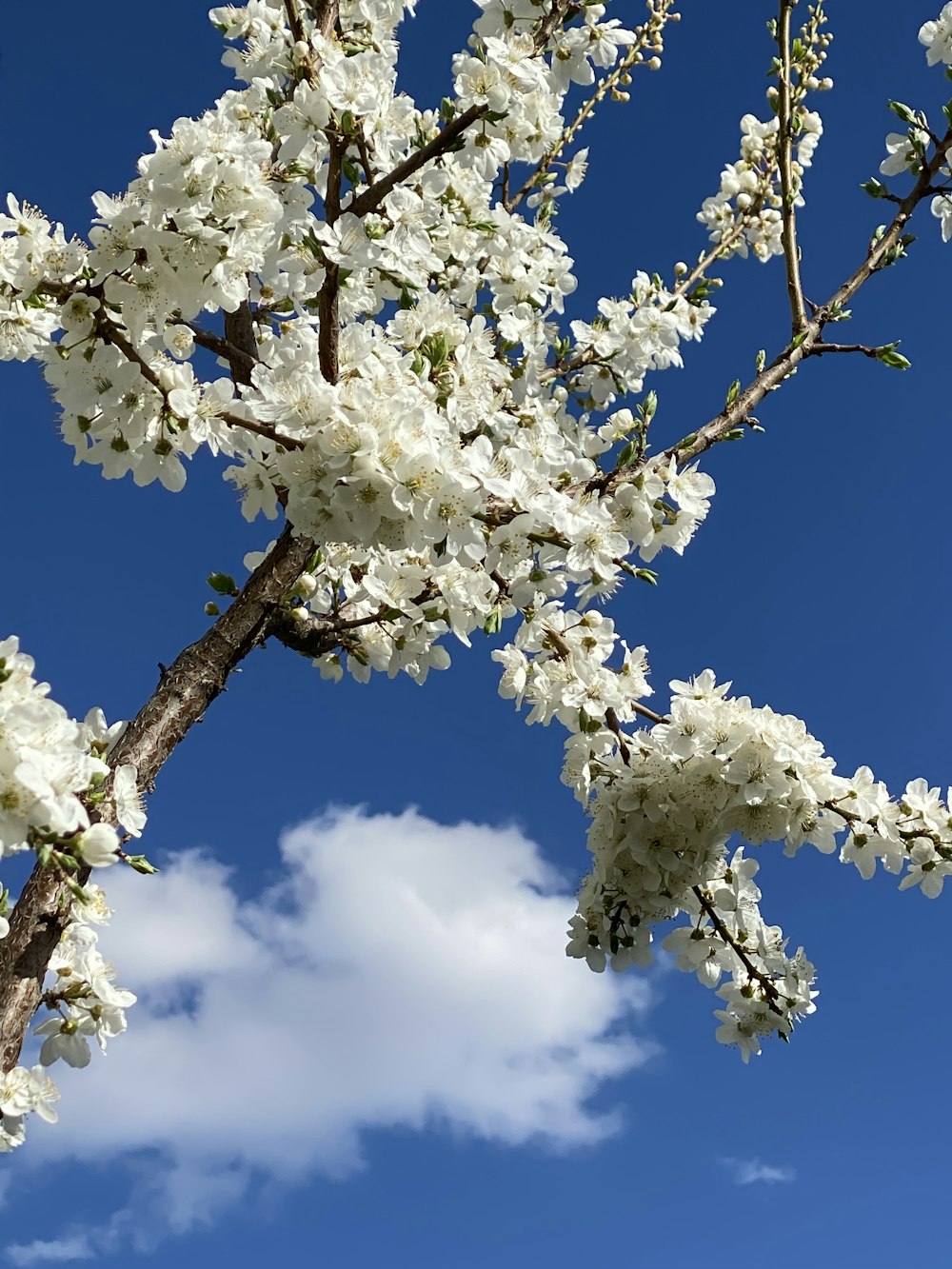 a tree with white flowers in front of a blue sky