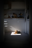 A cozy farmhouse kitchen filled with warm sunlight and a dog resting by the hearth.