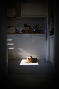 A cozy farmhouse kitchen bathed in warm sunlight with a dog resting by the hearth.