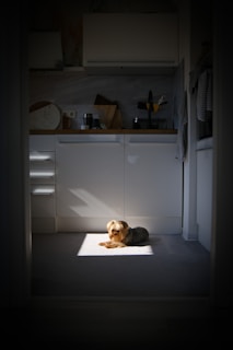 A close-up of a happy dog enjoying tracepet nutritious food in a sunny kitchen