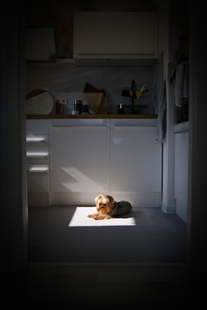 A cozy farmhouse kitchen filled with warm sunlight and a dog resting by the hearth.