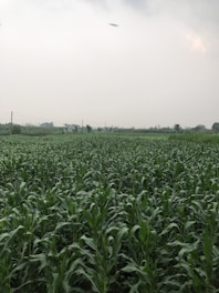 a large field of green plants with a sky background