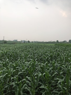 a large field of green plants with a sky background