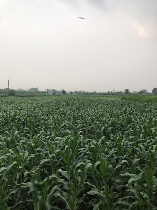 a large field of green plants with a sky background