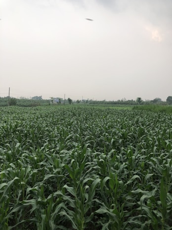 Rows of corn plants stretching into the distance under a partly cloudy sky.