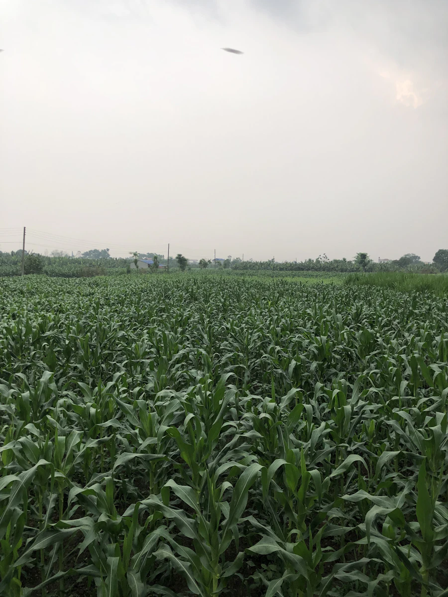 Agro Prime maize fields