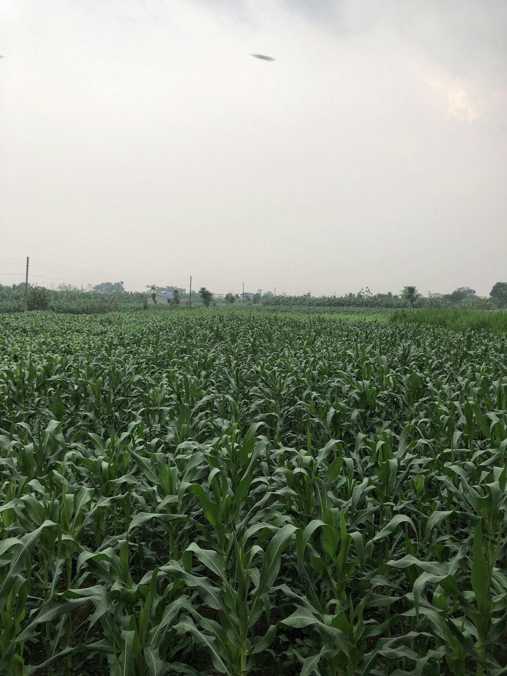 a large field of green plants with a sky background