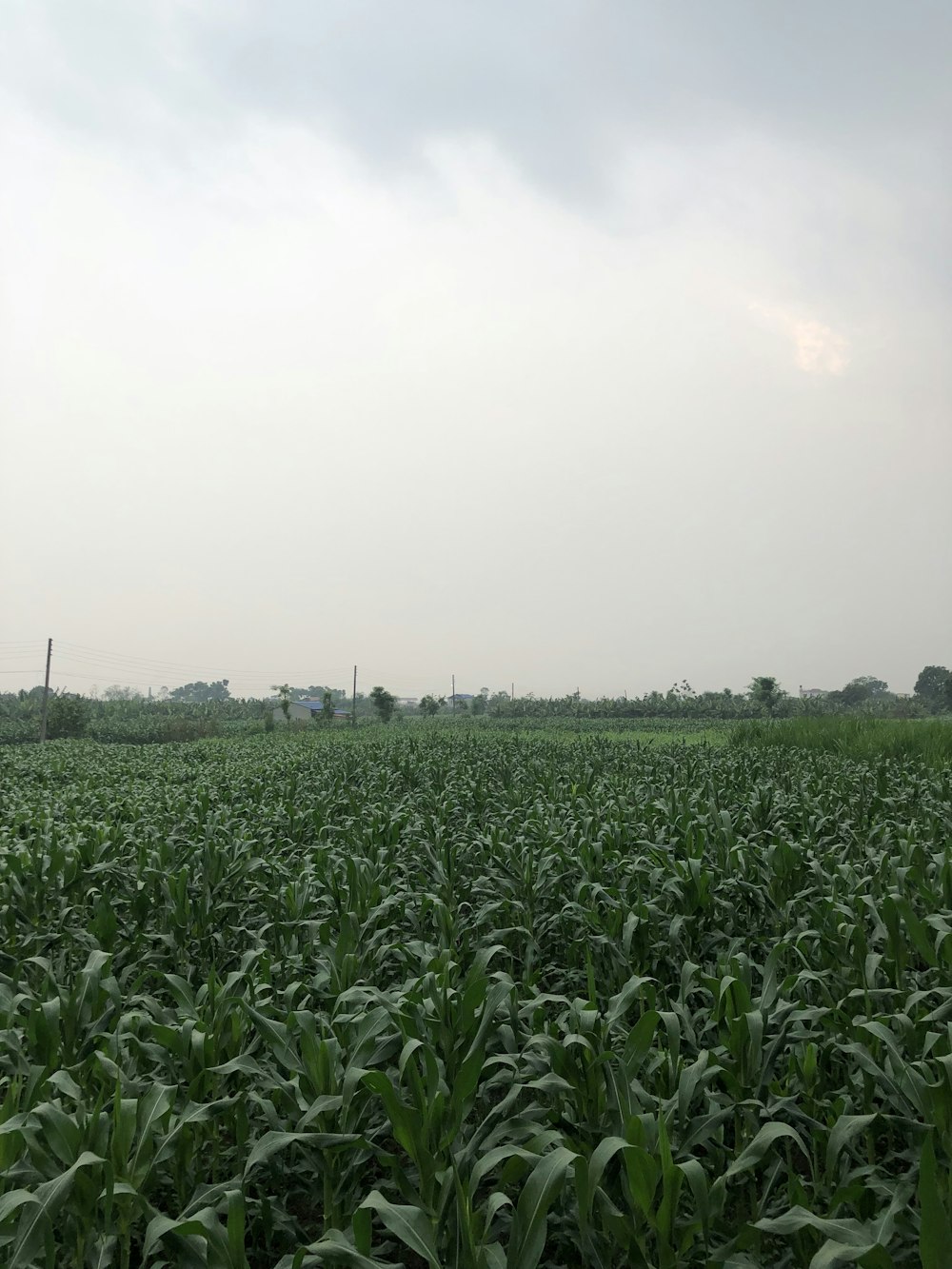 a large field of green corn on a cloudy day