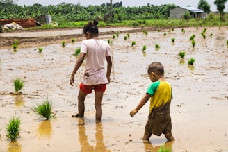 Two children walk through a muddy rice field with small green sprouts planted in neat rows. The scene is rural, surrounded by lush vegetation and a simple building in the background. One child wears a white shirt and red shorts, while the other wears a two-toned yellow and green shirt with brown shorts.