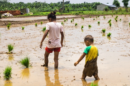 Two children walk through a muddy rice field with small green sprouts planted in neat rows. The scene is rural, surrounded by lush vegetation and a simple building in the background. One child wears a white shirt and red shorts, while the other wears a two-toned yellow and green shirt with brown shorts.