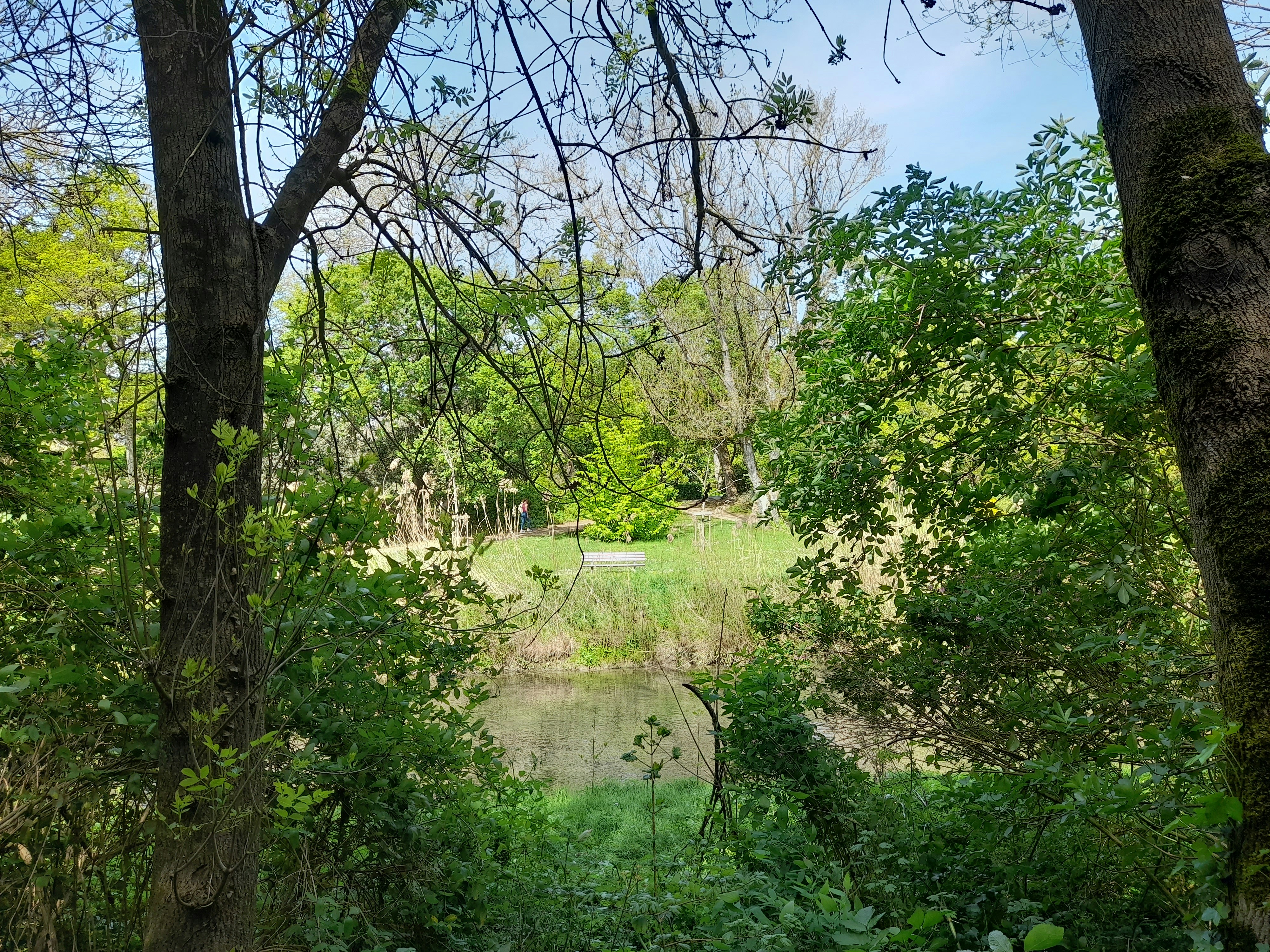 a river running through a lush green forest