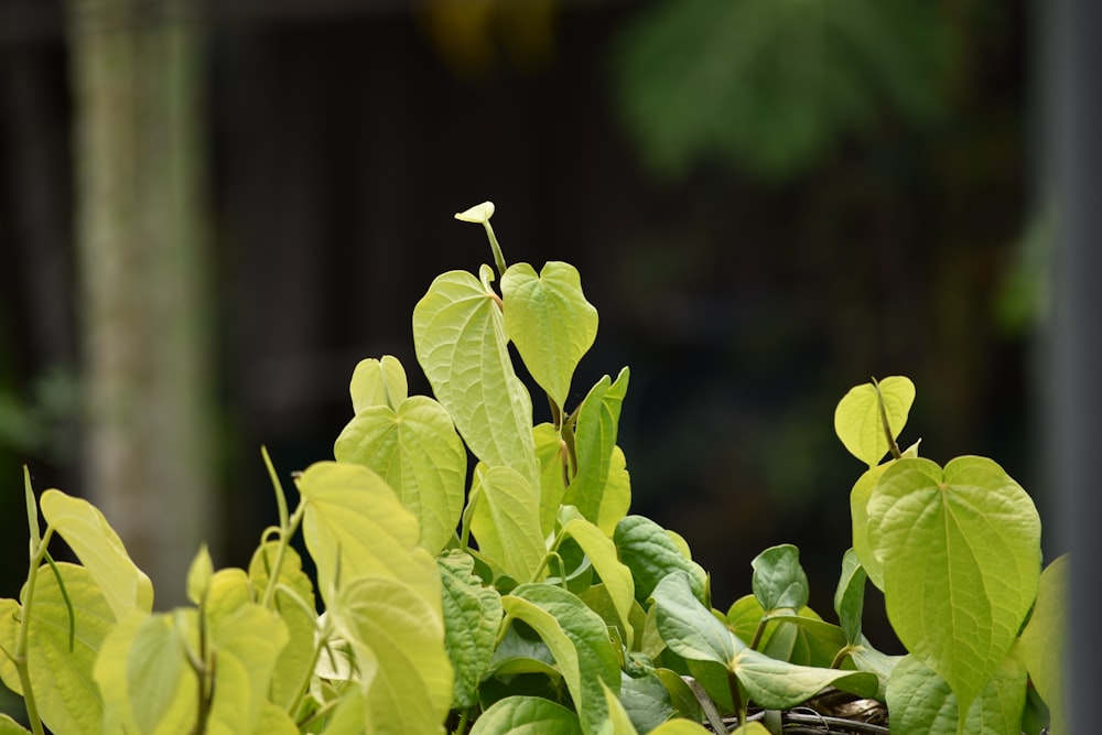 a close up of a plant with green leaves