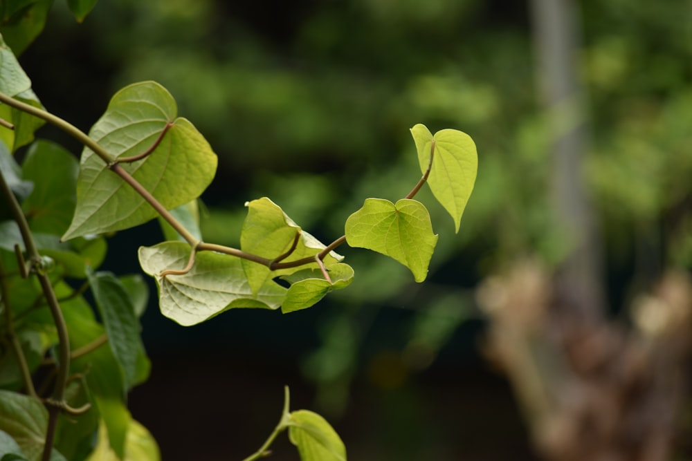 a close up of a tree branch with leaves