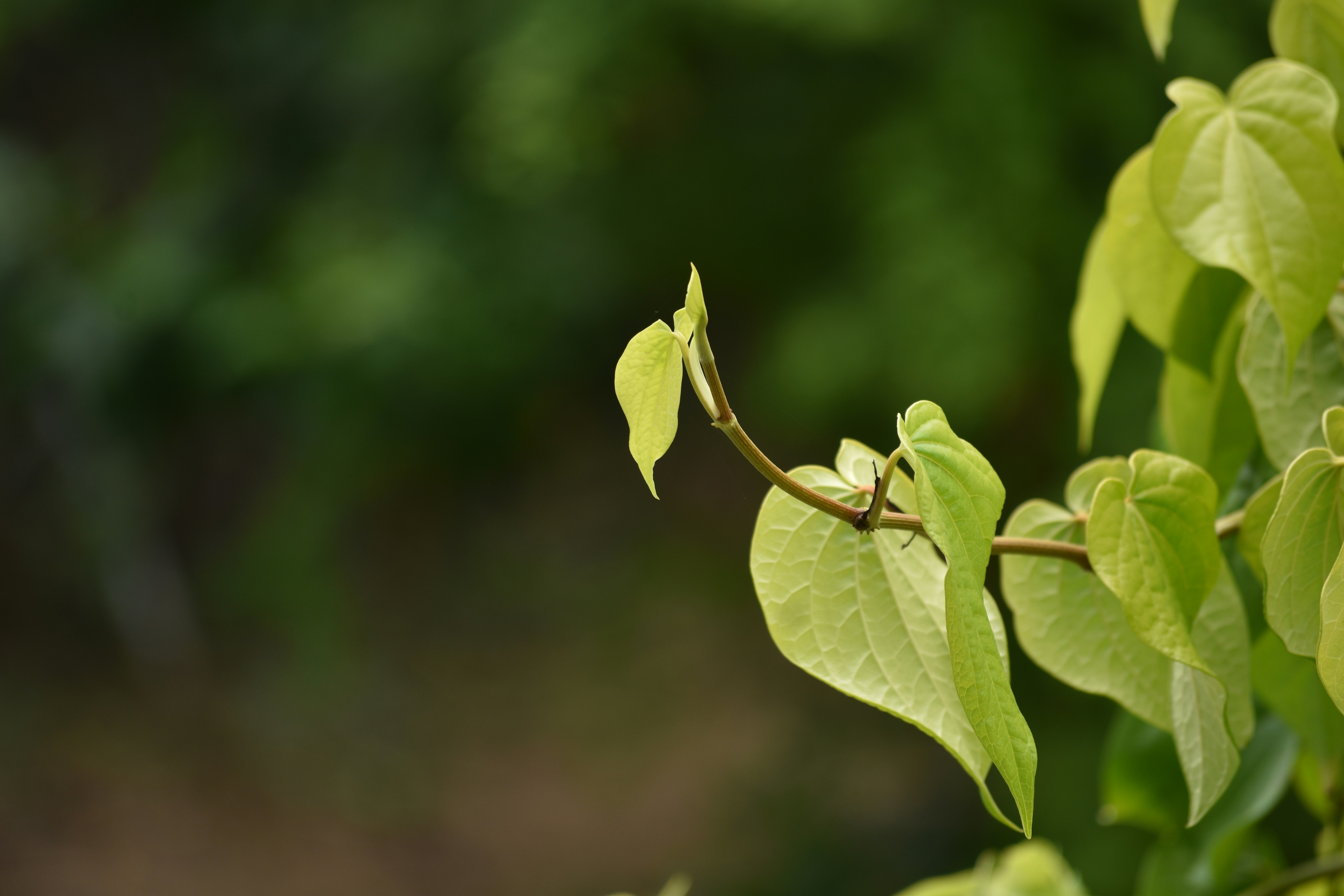 Photo by vetrivikashviswanathar
