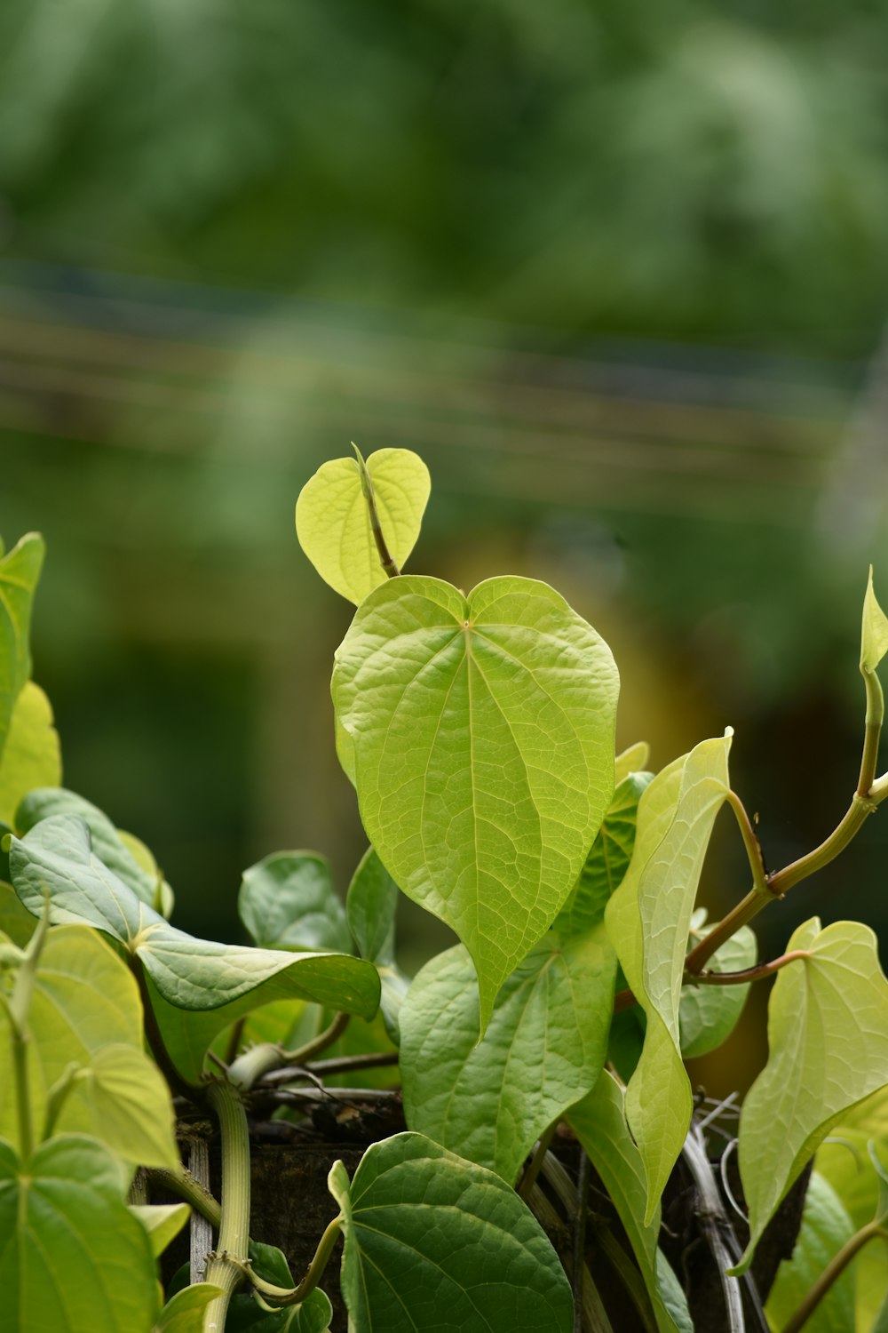 a close up of a plant with green leaves