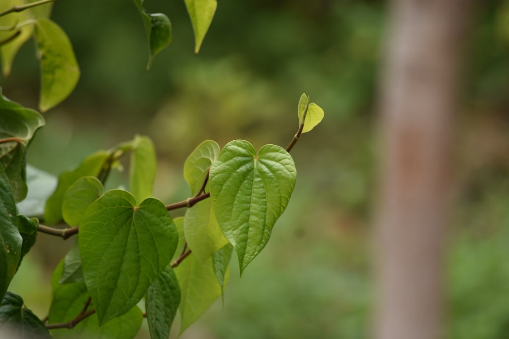 a close up of a green leaf on a tree