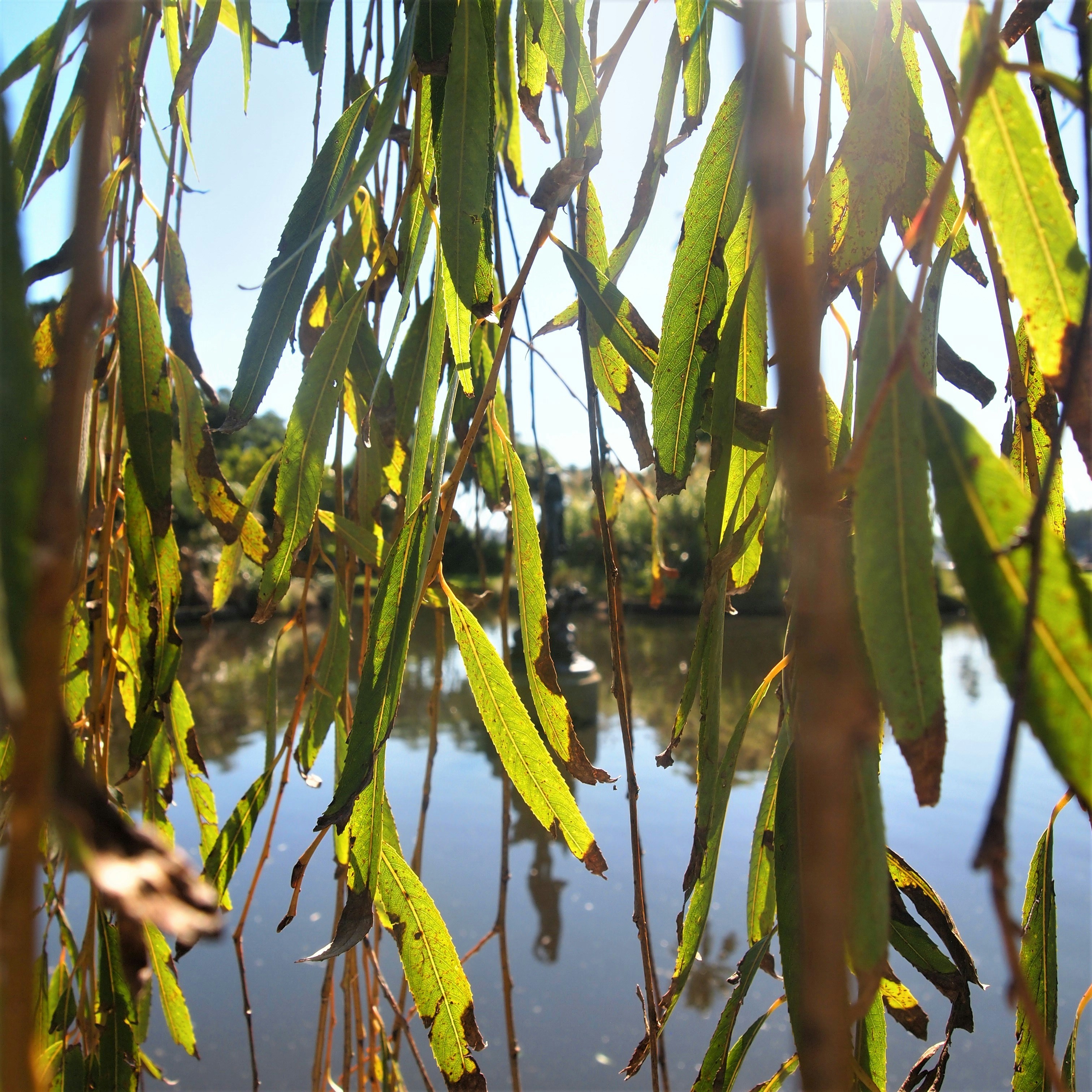 Photo by bluephoto118