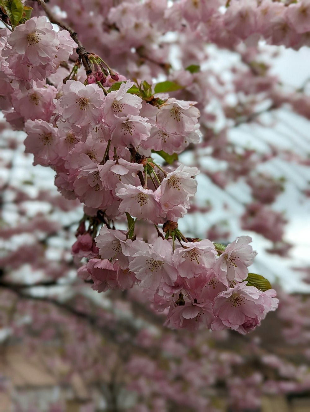 Ein Baum mit vielen rosa Blüten darauf