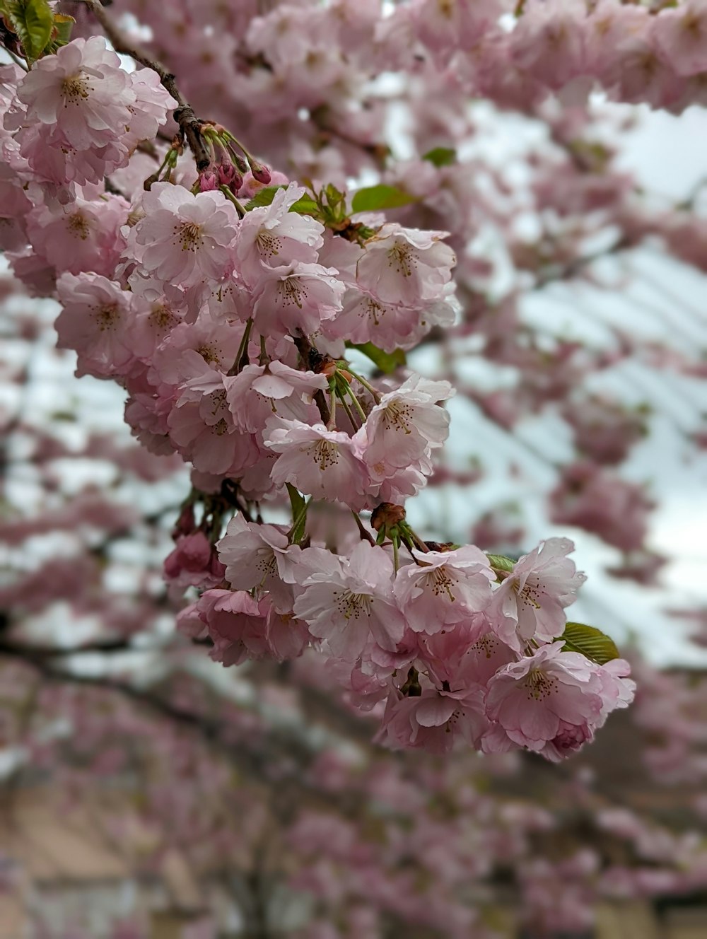 un arbre avec beaucoup de fleurs roses dessus