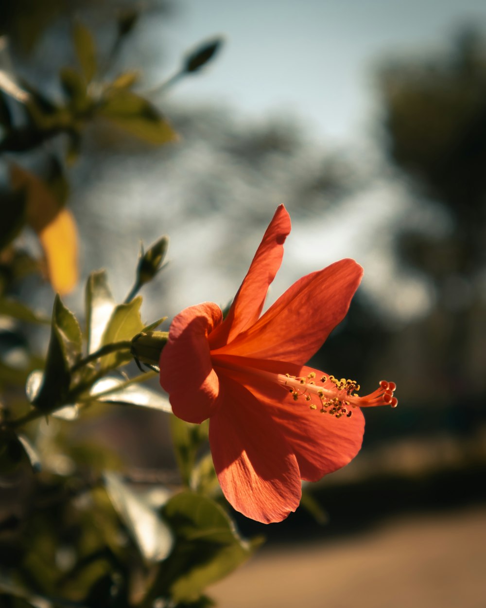 a close up of a flower on a tree