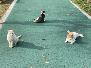 A group of feral cats safely settled in an outdoor enclosure under the warm afternoon sun.