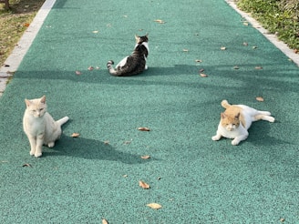 A group of feral cats safely settled in an outdoor enclosure under the warm afternoon sun.