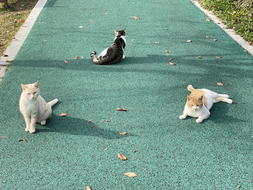 A group of cats lounging together in a sunny outdoor enclosure surrounded by greenery.