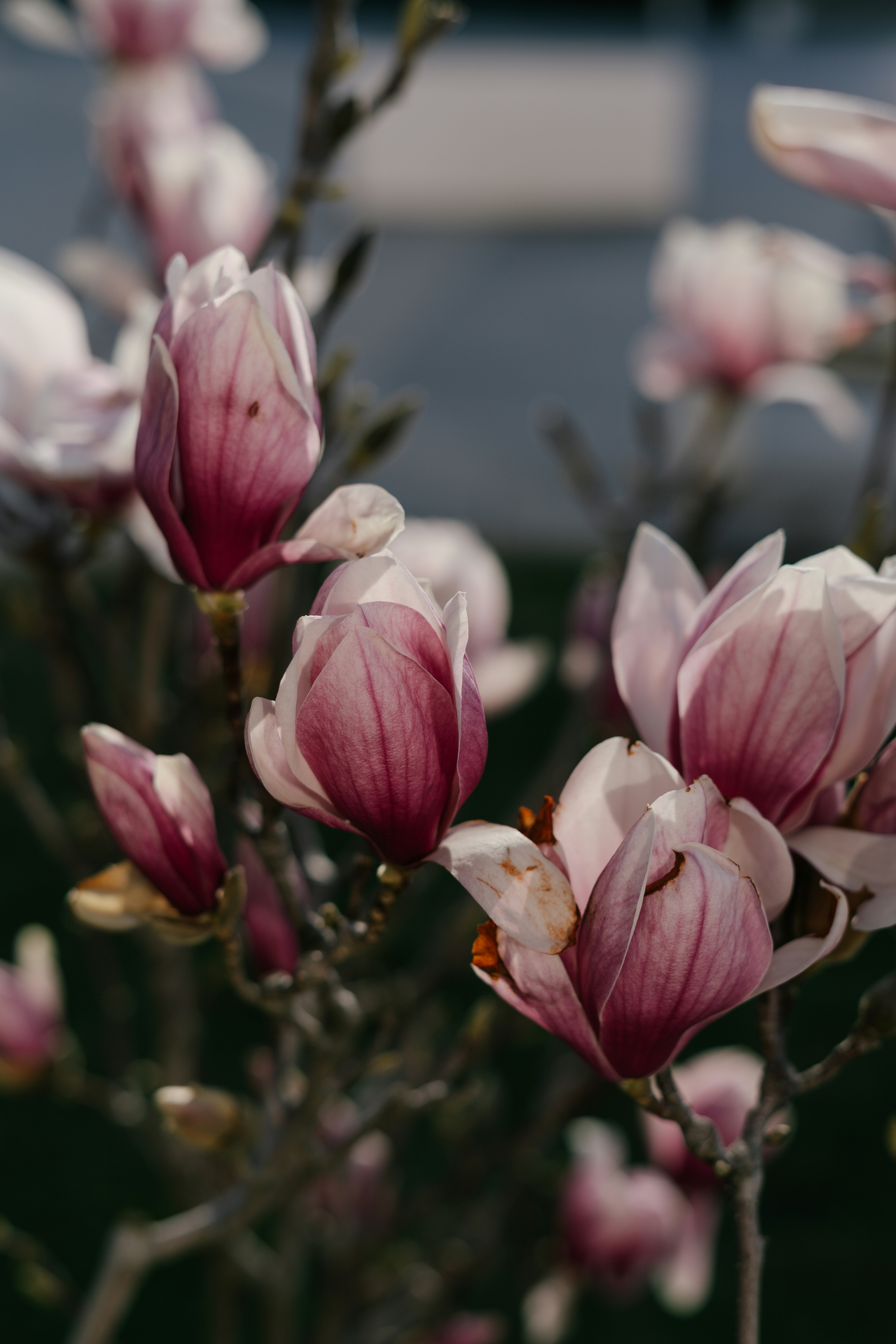 Photo by albina___white