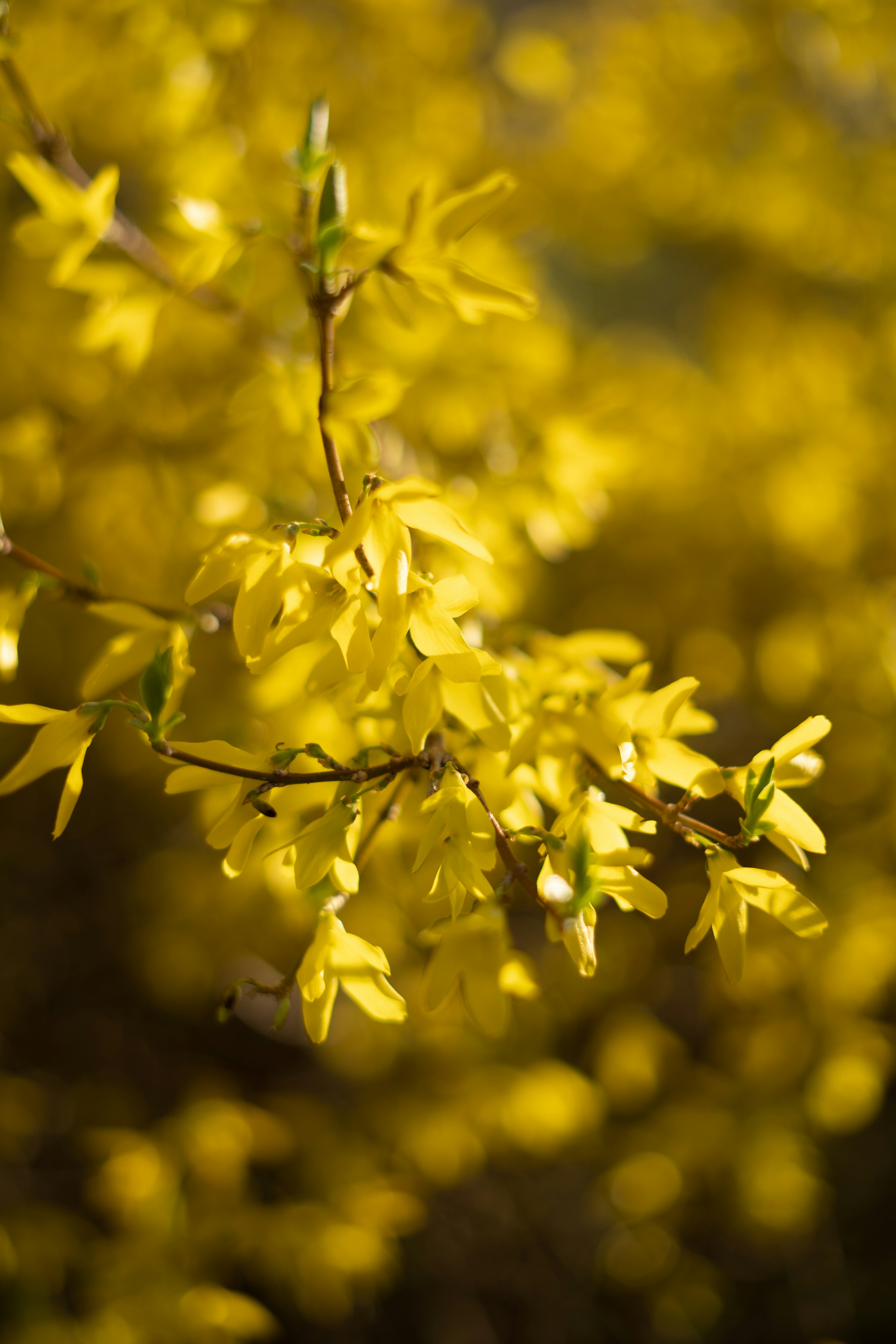 Photo by albina___white