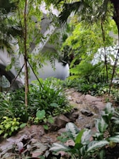 Буйна, естествена горска градина с разнообразни дървета и гъста зелена растителност.