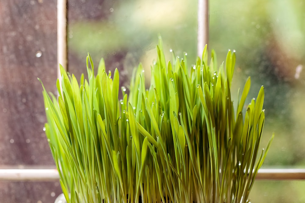 a close up of a plant with water droplets on it