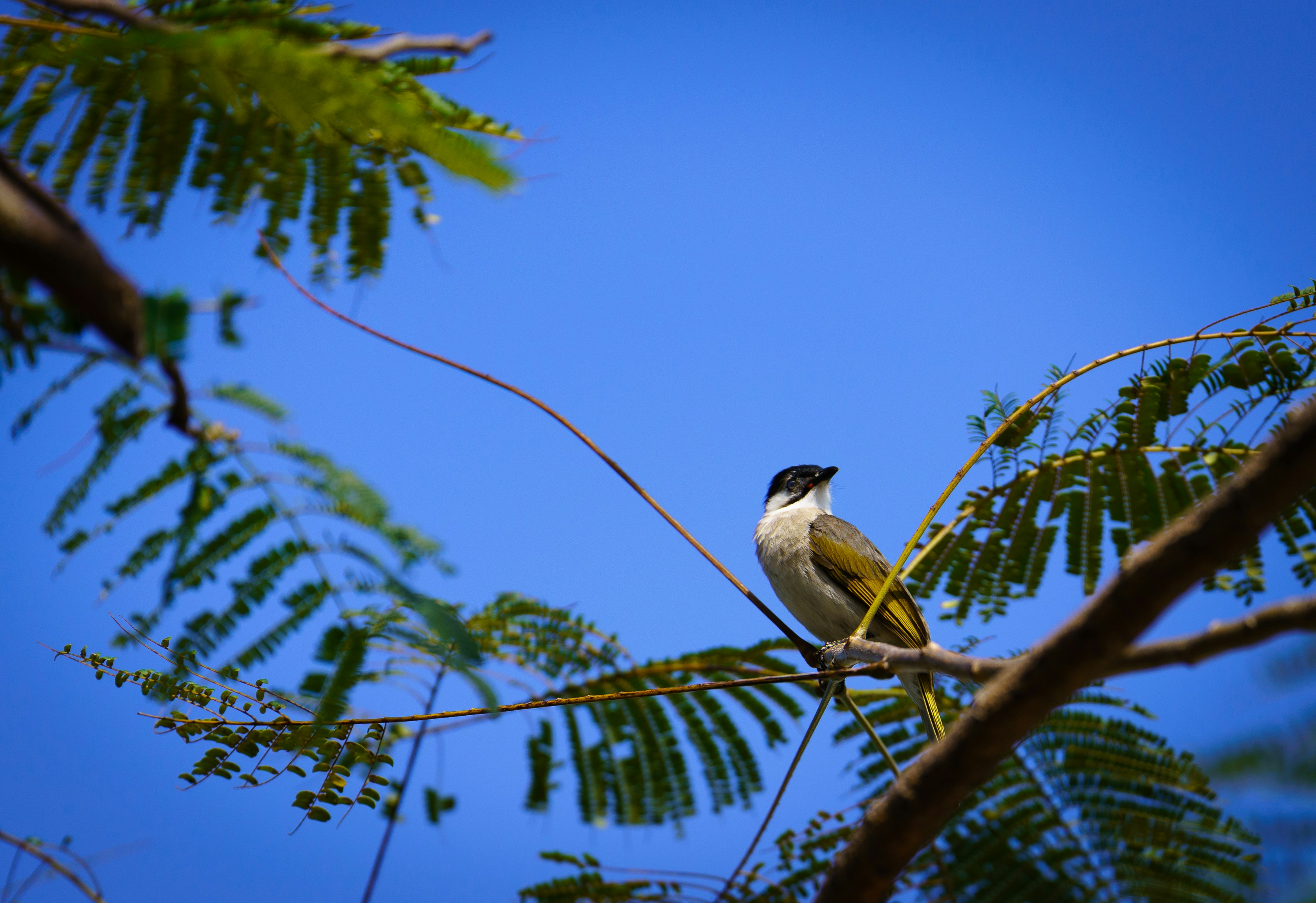 Photo by goodfunlover