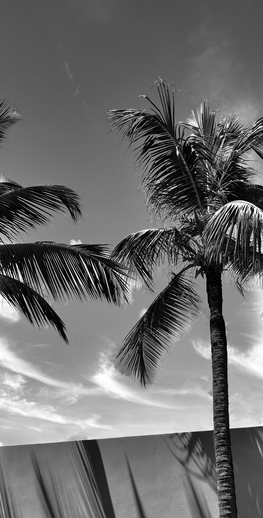 a black and white photo of a palm tree