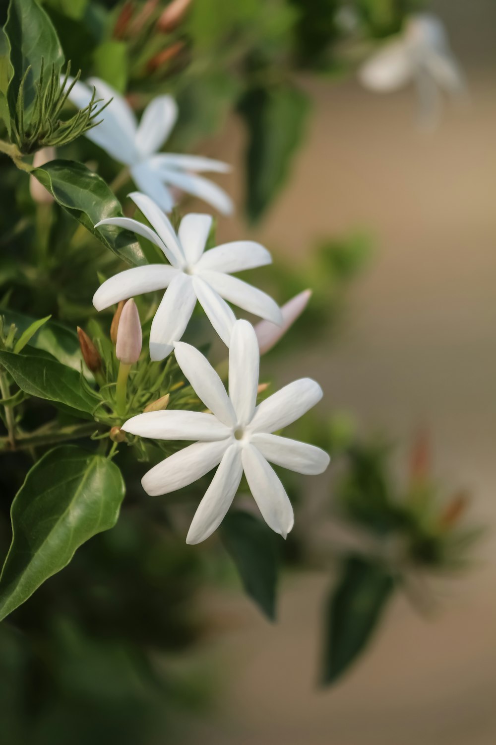 a close up of a white flower with green leaves