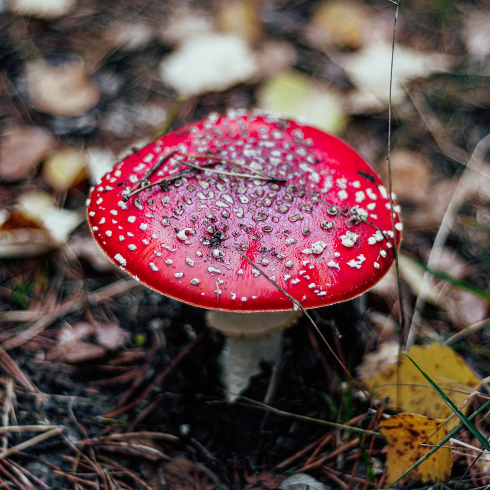 a close up of a mushroom on the ground