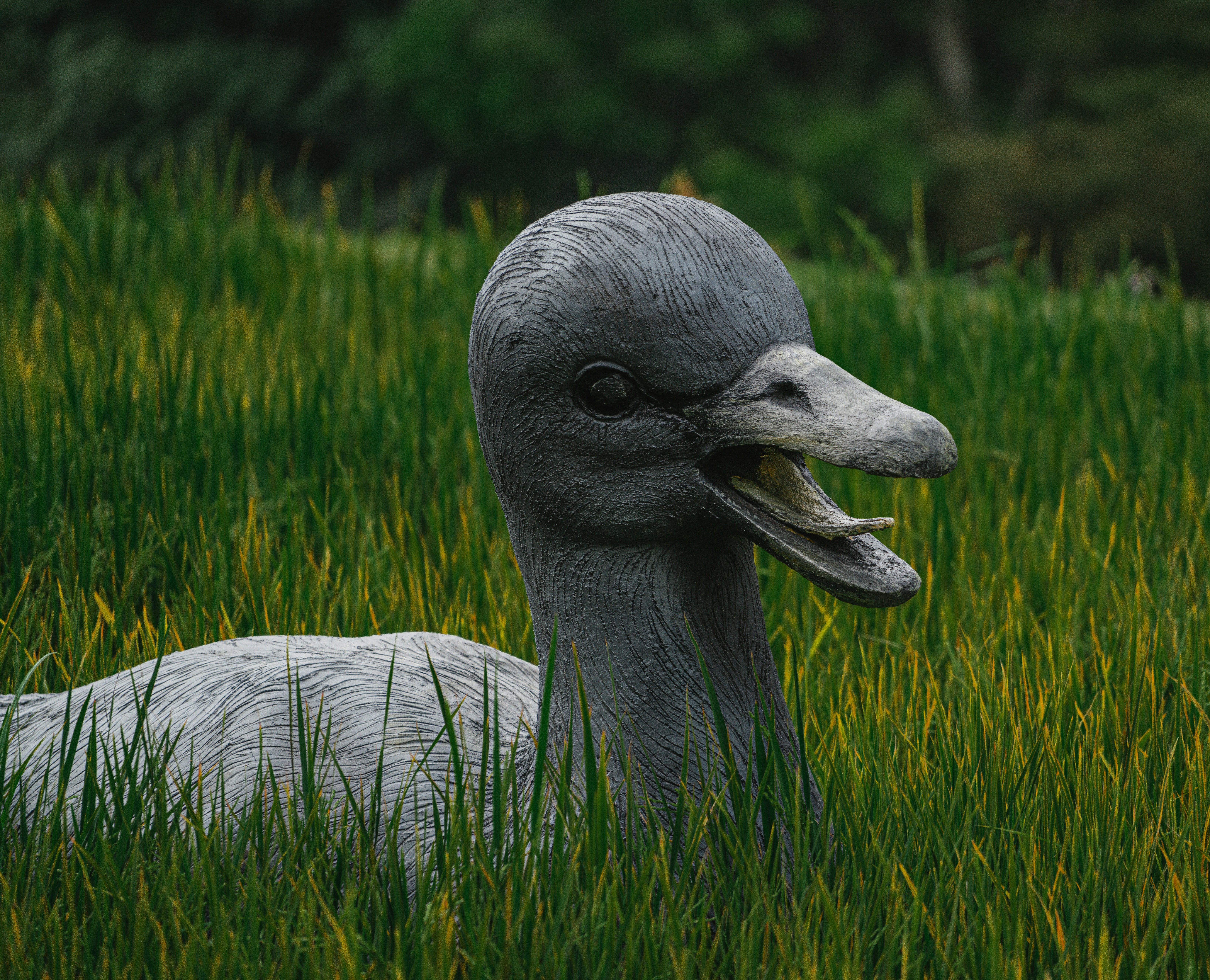 a close up of a duck in a field of grass