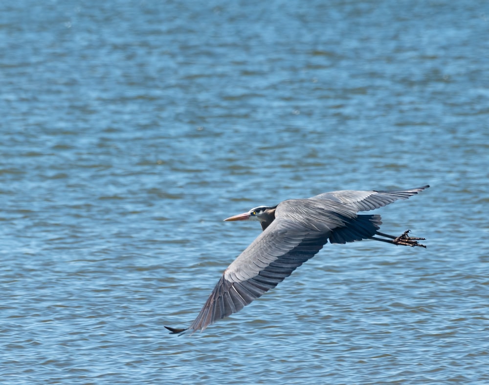 a bird flying over a body of water