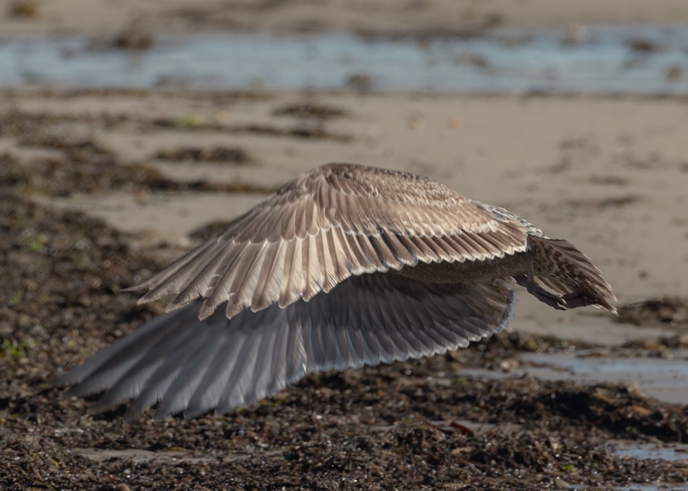 a large bird flying over a muddy beach