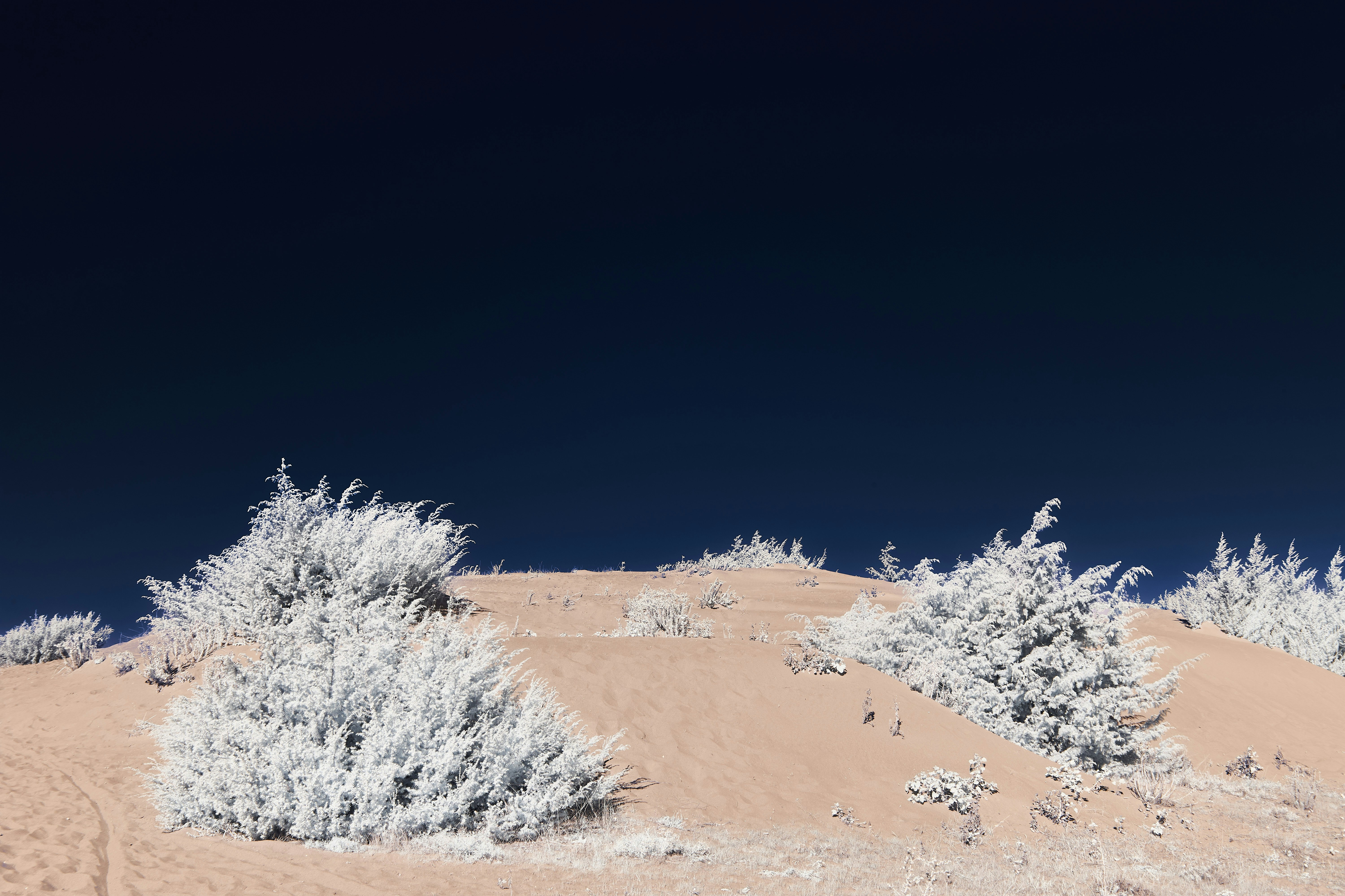 Photo by wolfgang_hasselmann