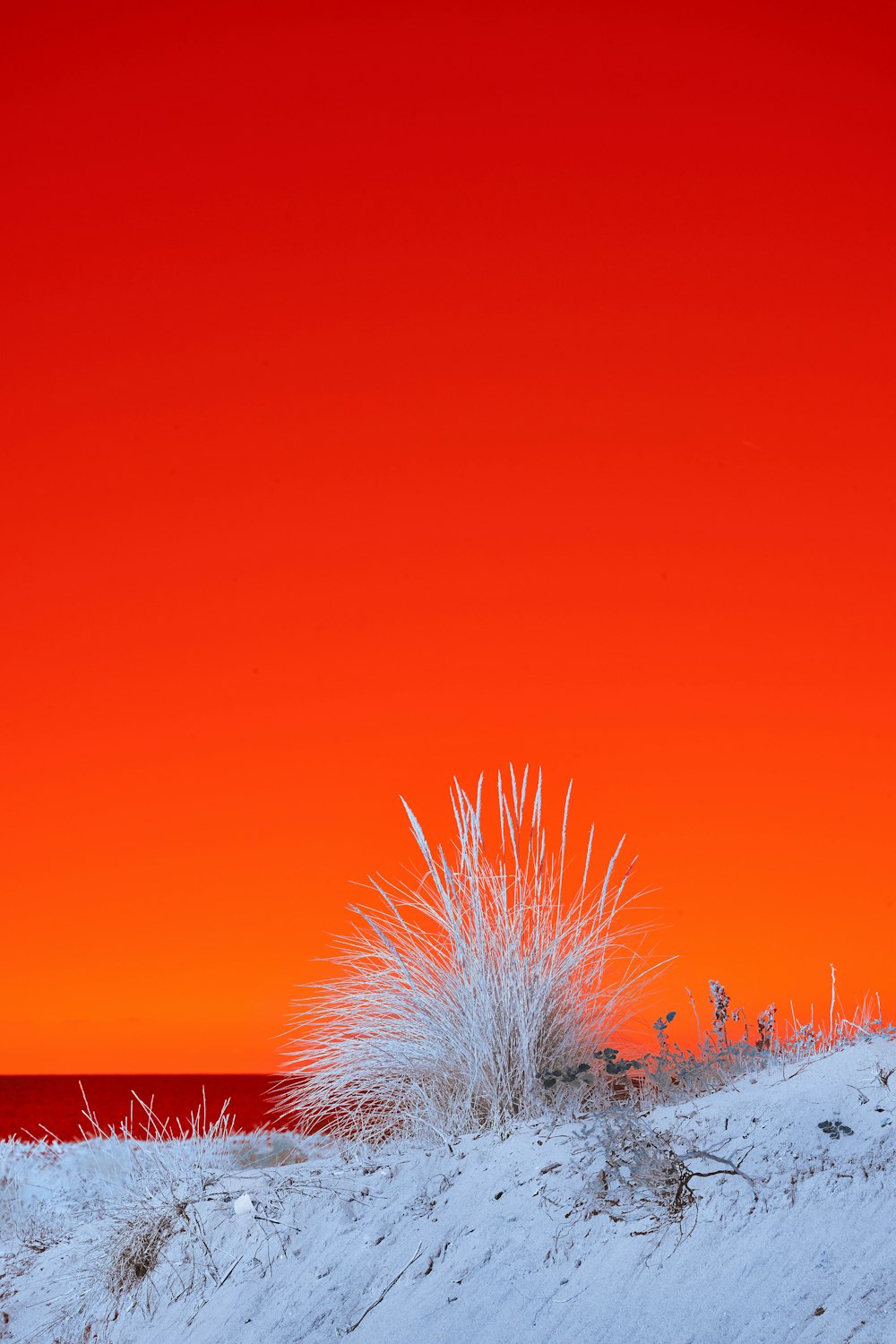 a red sky over a beach with grass in the foreground