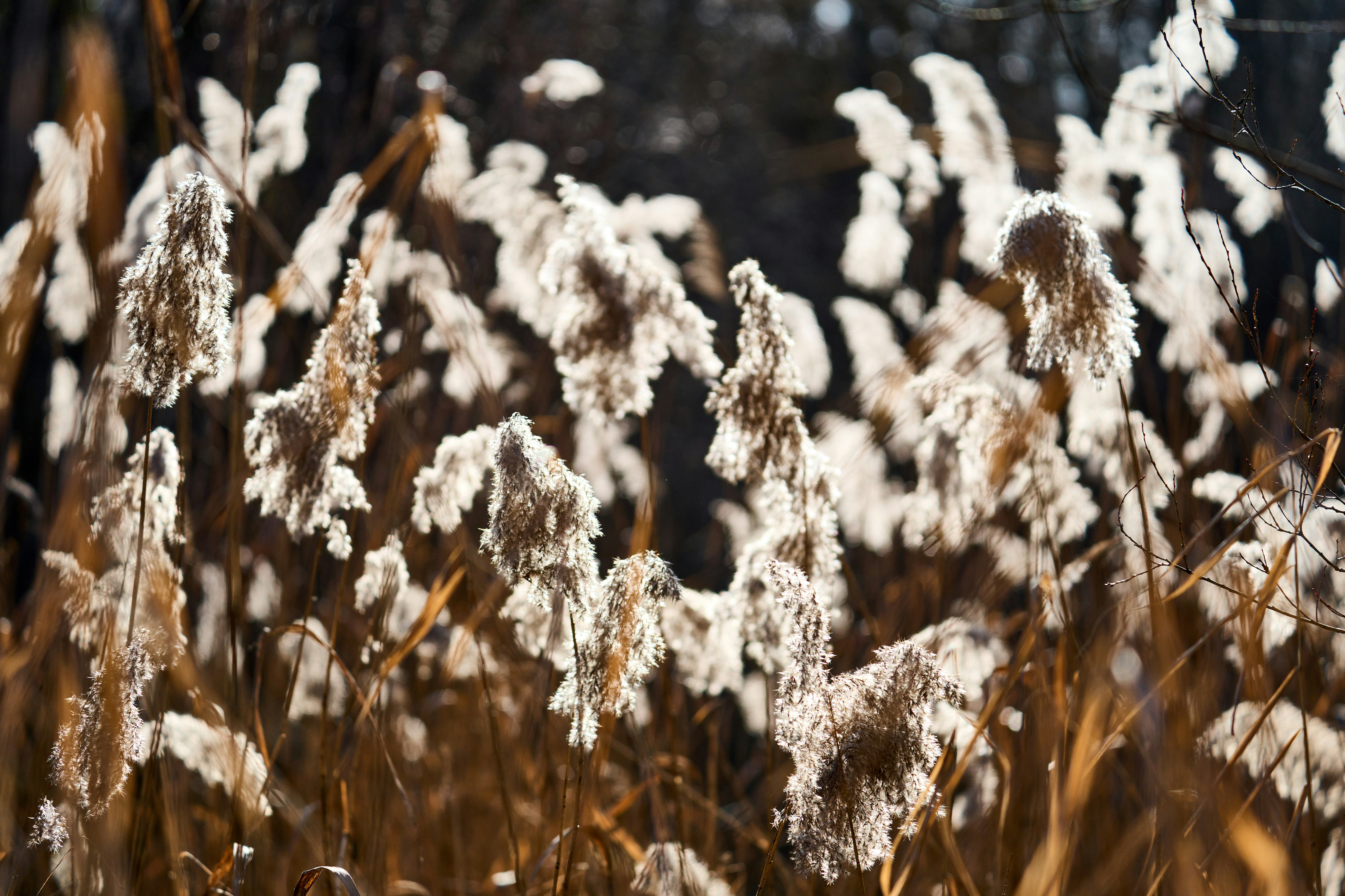 Photo by wolfgang_hasselmann