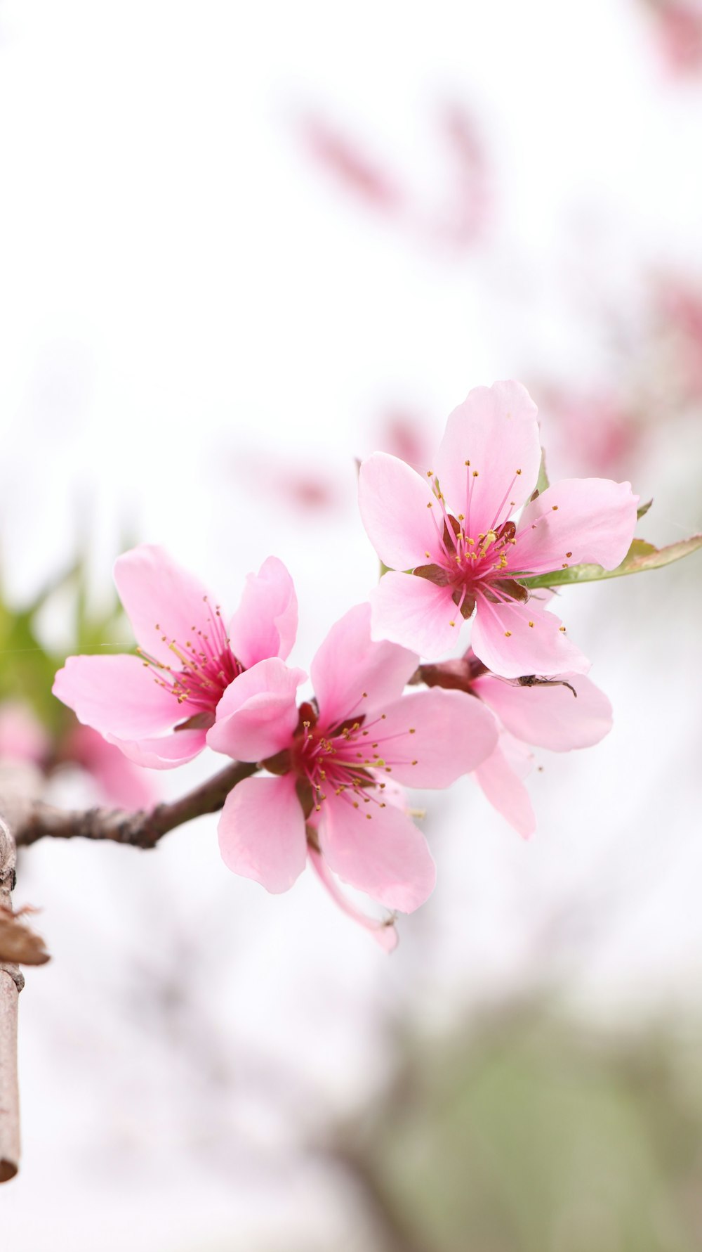 a close up of a pink flower on a tree branch